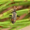 Adelphocoris seticornis